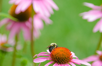 Pollinator Task Force Bill